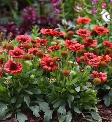 BSARKAR Gaillardia flowers seed Seed(50 per packet)