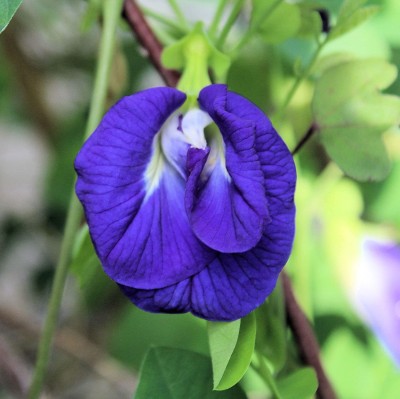 VibeX VVI-89 - Thai Butterfly Pea Flower - (900 Seeds) Seed(900 per packet)