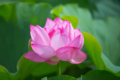 BSARKAR lotus,kamal gatta Seed(10 per packet)