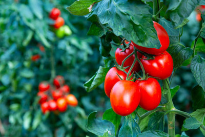SAMS AGRO tomato Seed(95 per packet)