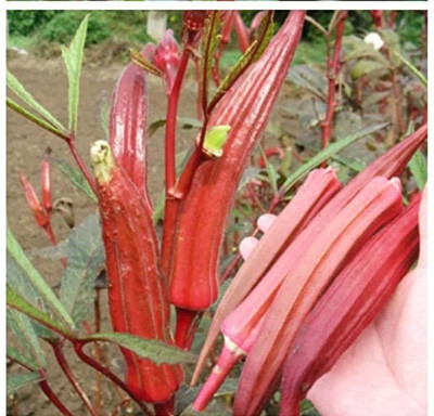 Qualtivate AXL-1AT Hybrid Red Okra Bhindi Seeds Seed(350 per packet)