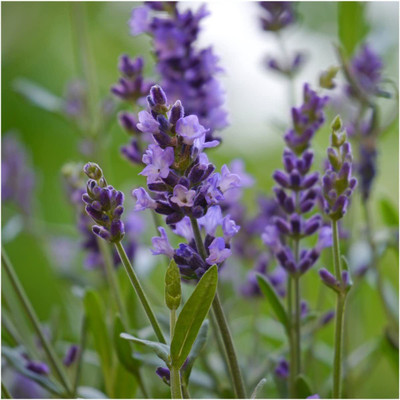 CYBEXIS XL-97 - True English Lavender - (750 Seeds) Seed(750 per packet)