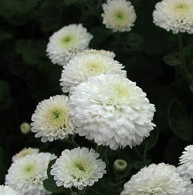 Lorvox Chrysanthamum Mix/Chamanti Seed(20 per packet)