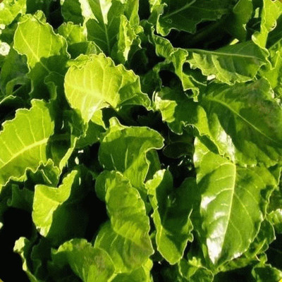 CYBEXIS HUA-82 - Perpetual Spinach Swiss Chard - (2250 Seeds) Seed(2250 per packet)