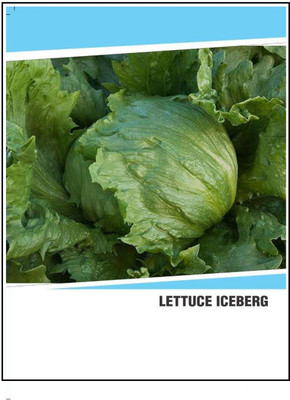 CYBEXIS Hybrid Lettuce Iceberg Seeds(250 Seeds) Seed(250 per packet)