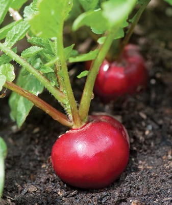 CYBEXIS XL-63 - Cherry Belle Radish - (2250 Seeds) Seed(2250 per packet)