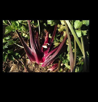 CYBEXIS XLR-40 - Rare Red Celery - (750 Seeds) Seed(750 per packet)