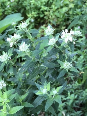 Qualtivate HUA-4A Mountain Mint Seeds Seed(200 per packet)