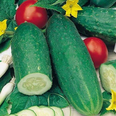 KNESSiN DELIKATESS German Cucumber Seed(1250 per packet)