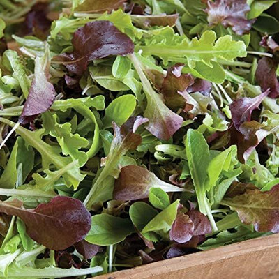 Qualtivate HYB-7A Lettuce Mix Encore Seed(300 per packet)