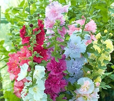 Lorvox Exotic holly hock Seed(10 per packet)