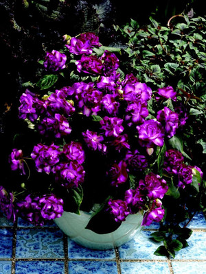 Lorvox Balsam flower seeds double Seed(55 per packet)