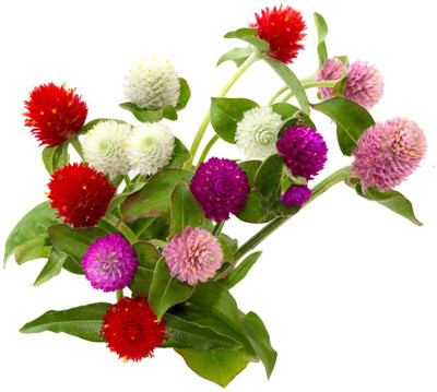 XOLDA Exotic gomphrena Seed(15 per packet)