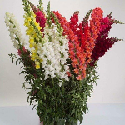 CRGO ANTIRRHINUM Seed(175 per packet)
