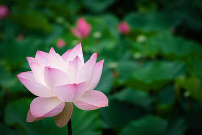 Kashvy lotus,kamal gatta Seed(14 per packet)