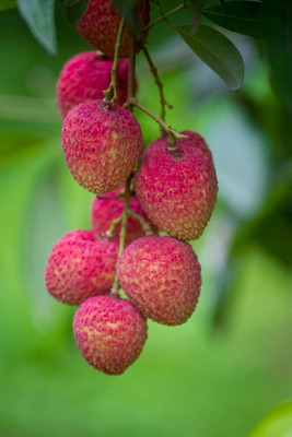 MAA LITCHI,LICHEE,LYCHEE Seed(10 per packet)