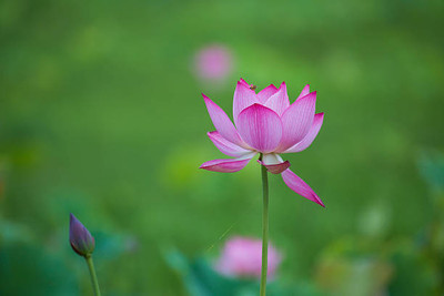 Nak lotus,kamal gatta Seed(10 per packet)