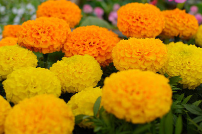 BASF marigold/gende ka phool flower seeds Seed(75 per packet)