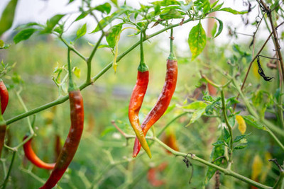 Kodali Hybrid F1 Chilli Seeds Pack Of 74 Seed(74 per packet)