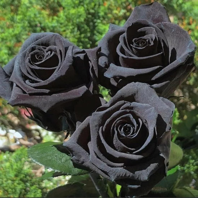 Qualtivate PUA-1A Black Rare Rose Seeds Seed(25 per packet)