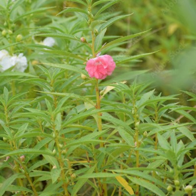 SeeGreen High Germination Balsam seeds, Garden balsam, Rose balsam, Dopati Hybird Seed(50 per packet)