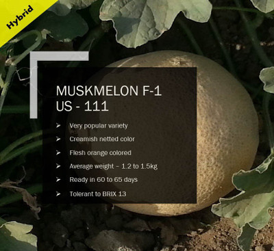 CYBEXIS MUSKMELON F-1 PUAS-111 SEEDS(1000 Seeds) Seed(1000 per packet)