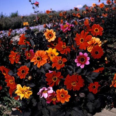 LPR DAHLIA Seed(5 per packet)