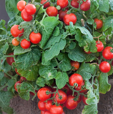Seedsqlty Tomato seeds, high germination (400 seeds) Seed(400 per packet)