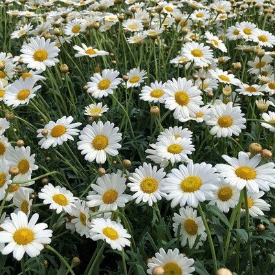 CYBEXIS XLL-1 - Roman Chamomile - (250 Seeds) Seed(250 per packet)