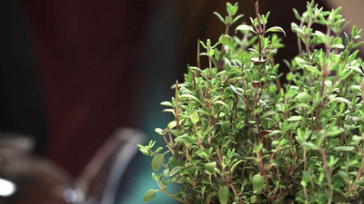 Qualtivate ICRA-9A Thyme(Thymus Vulgaris)Herb Seeds Seed(50 per packet)