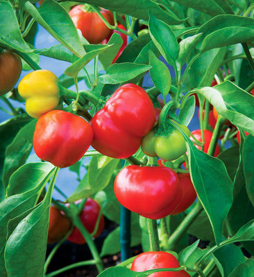 CYBEXIS VVI-72 - Capsicum Red Colour - (1350 Seeds) Seed(1350 per packet)