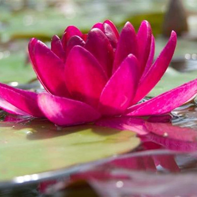 VibeX ® RXI-341 Red Lotus Water Lily Flower Seeds Seed(25 per packet)