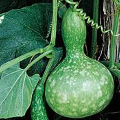 KNESSiN Hybrid Bird Nest Bottle Gourd F1 Rare-[100gm] Seed(400 per packet)