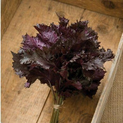 Qualtivate LX-50 Red Shiso Seeds Seed(300 per packet)