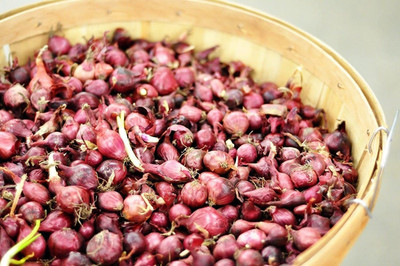 VibeX HUA-31 - Red Onion - (4500 Seeds) Seed(4500 per packet)