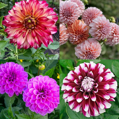 ibains Dahlia flower seeds mixed flower 42 Seed(42 per packet)