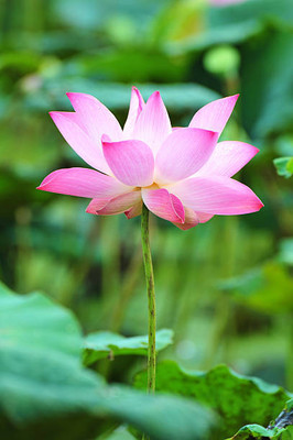 CosaCentrum lotus,kamal gatta Seed(11 per packet)