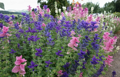Qualtivate HUA-6A Clary Tricolor (Painted Sage) Seed(100 per packet)