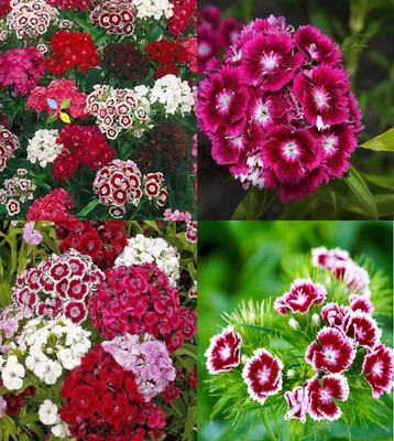 ibains Sweet william seeds beez 32 Seed(32 per packet)