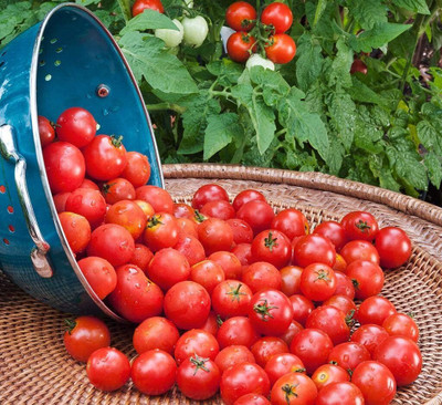 Qualtivate HYB-7A Red Tomato Indeterminate Non GMO Seed(300 per packet)