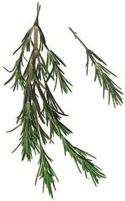 CYBEXIS ATS-84 - Rosemary Herb Plant - (2250 Seeds) Seed(2250 per packet)