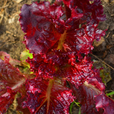 Qualtivate RES-6A Red Velvet Lettuce Seed(300 per packet)