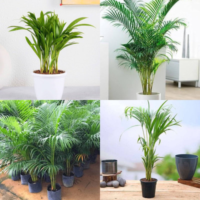 ibains Palm seeds biij 39 Seed(39 per packet)