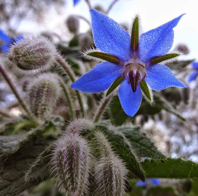 VibeX ® XLR-41 Blue Borage Seeds Seed(100 per packet)