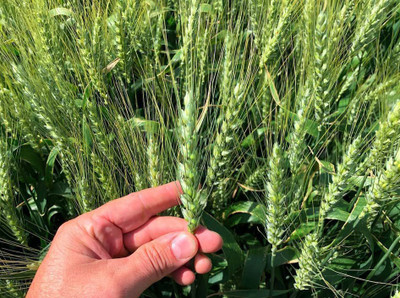 VibeX PUAS-9 - Cat Grass Hard Red Winter Wheat - (7500 Seeds) Seed(7500 per packet)