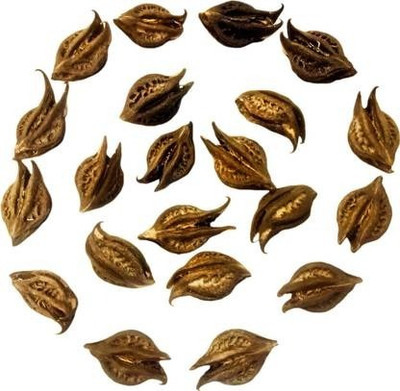 imtion Bat Head Root Seed(21 per packet)