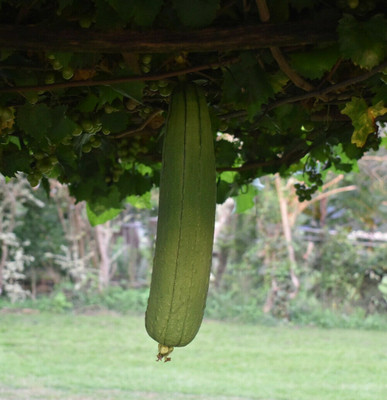 UGRA Luffa ridge Sponge Gourd Seed(120 per packet)