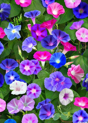 abiswas Morning Glory (Ipomoea) Flower Seed(80 per packet)