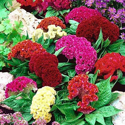 UGRA GIANT COCKSCOMB MIX Seed(20 per packet)