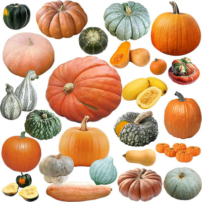 VibeX ® VLR-297 Mixed Pumpkin and Winter Squash Seed(50 per packet)
